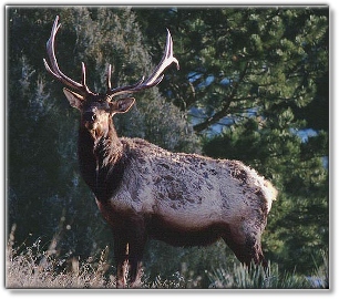 Elk1